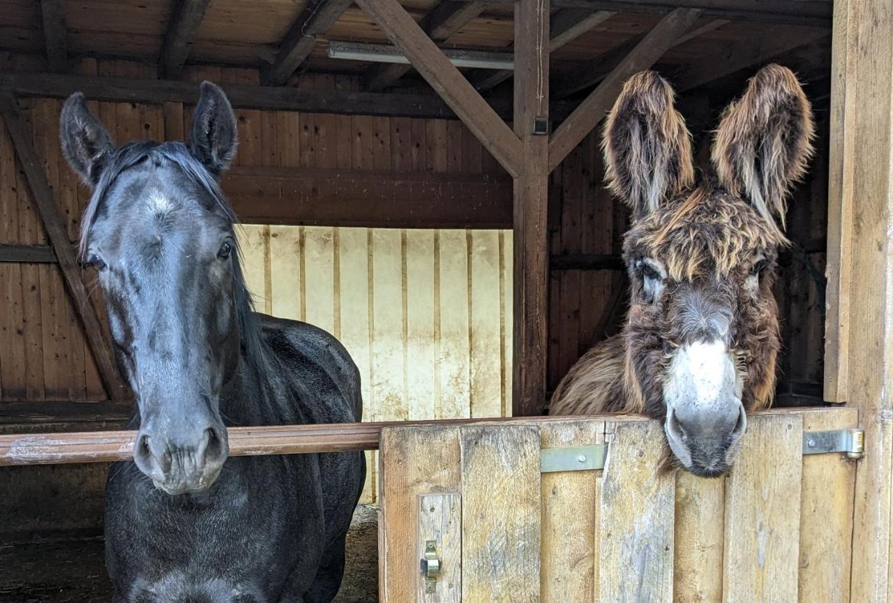 Lana Salta Alpakas - Gemuetliche Ferienwohnungen Auf Dem Bauernhof Murrhardt Bagian luar foto